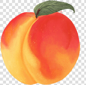 Peach   Nectarine  HD Png Download