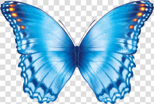 Butterfly Flying Gif   Transparent Background Butterfly Gif  HD Png Download