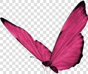  butterfly  pinkbutterfly  pink  hotpink  cute  pretty   Pink Butterfly Png Hd  Transparent Png