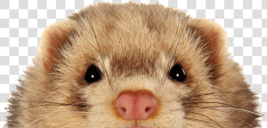 Keeping Ferrets Safe   Ferret  HD Png Download