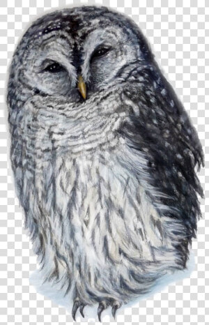 Barred Owl Png  Transparent Png