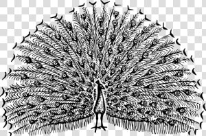 Peacock 2 Clip Arts   Free Black And White Peacock Clipart  HD Png Download