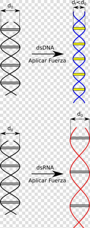 Yy Dna Rna Fuerza   Estructura Atomica Del Adn  HD Png Download