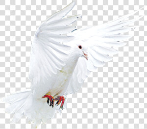 Transparent Snitch Png   Cockatoo  Png Download