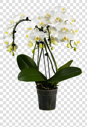 Phalaenopsis Orchid Cascade Pot  HD Png Download