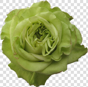 Rose Super Green   Green Rose Flower Transparent Png  Png Download