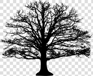 Leafless Tree Silhouette Clip Arts   Leafless Oak Tree Silhouette  HD Png Download