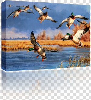 Ducks Unlimited  HD Png Download