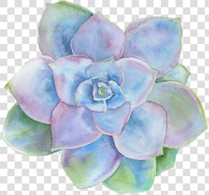 Please Do Not Copy   Succulent Watercolor  HD Png Download