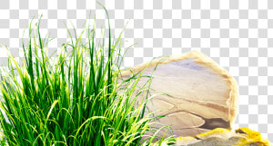 Clipart Grass Herbs   Sweet Grass  HD Png Download