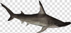 Great Hammerhead Shark   Great Hammerhead  HD Png Download