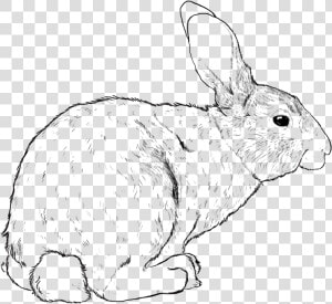 Transparent White Rabbit Png   Domestic Rabbit  Png Download