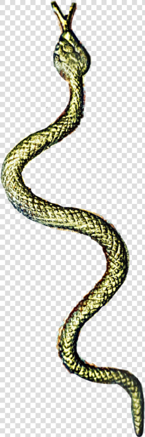  snake   Serpent  HD Png Download