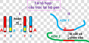 Tái Tổ Hợp Gen   Tháp Nhu Cầu Của Maslow  HD Png Download