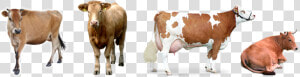 Desinfectante Para Ganado   Imagenes De Vacas Png  Transparent Png