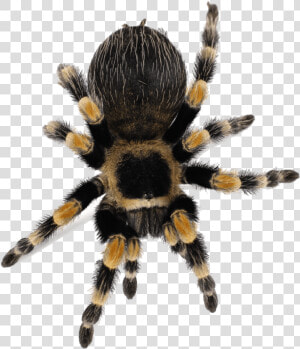 Clip Art Mexican Redknee Brachypelma Smithi   Tarantula Png  Transparent Png