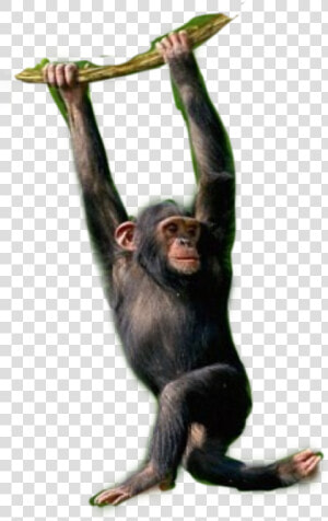 Chimpanzee Monkey Monkeys Chimps Primates   Chimpanzee Hanging On Tree  HD Png Download