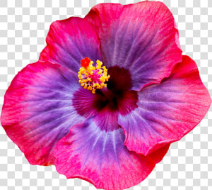  hibiscus  flower  tumblr   Most Beautiful Hibiscus Flowers  HD Png Download