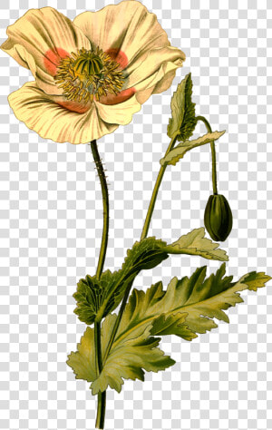 Opium Poppy Clip Arts   Opium Poppy Png  Transparent Png