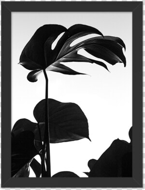 Minimal Plant Black And White  HD Png Download