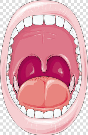 Cartoon Digestive System Mouth  HD Png Download