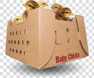 Baby Chicks For Sale By Mail Order Poultry   American Mourning Dove  HD Png Download