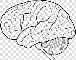 Human Brain Sketch Line Art   Brain Line Drawing  HD Png Download