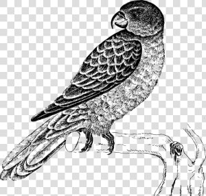 Blue backed Parrot Clip Arts   Parrot Clipart Black And White  HD Png Download