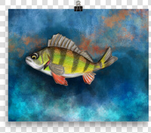 Yellow Perch Fish Color Art Print   Yellow Perch Drawing  HD Png Download