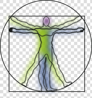 Vitruvian Man  Anatomy  Science  Leonardo Da Vinci   Line Art Vitruvian Man  HD Png Download