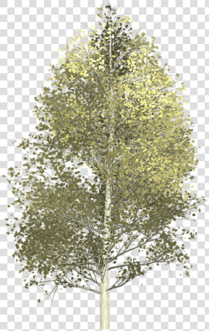 Aspen  Tree  Painted Tree  Nature  Yellow   Aspen Tree Transparent Background  HD Png Download