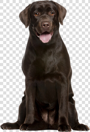 Attentive Chocolate Labrador Retreiver   Labrador Png  Transparent Png