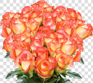 Buy Yellow And Red Roses Cheap Online   Floribunda  HD Png Download