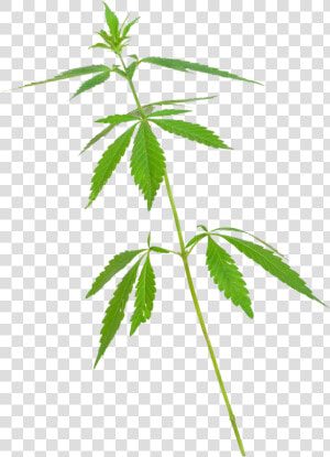 Maconha De 5 Folhas  HD Png Download