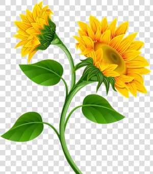 Sunflower Png Photo   Sunflower Clipart Png  Transparent Png