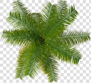 Cutout Palm Tree  HD Png Download