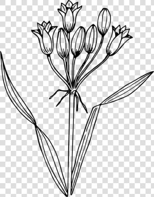 False Hyacinth   Simple Water Hyacinth Drawing  HD Png Download