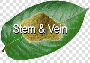 Stem amp  Vein   Kratom  HD Png Download