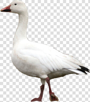 Goose Png   Snow Goose  Transparent Png