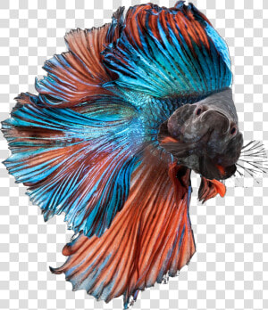 Betta Fish Bettasplendens Bettafish Blue Orange Fancy   Transparent Betta Fish Png  Png Download