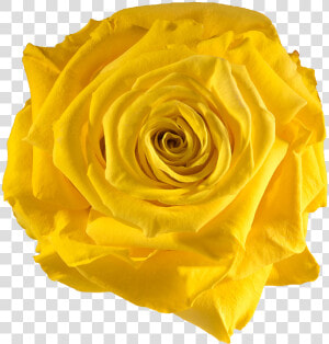 Preserved Rose Yellow Sun   Yellow Preserved Rose  HD Png Download