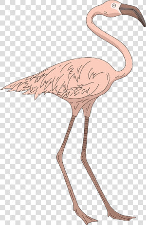 Pink  Bird  Wings  Flamingo  Long  Standing  Neck   Greater Flamingo  HD Png Download