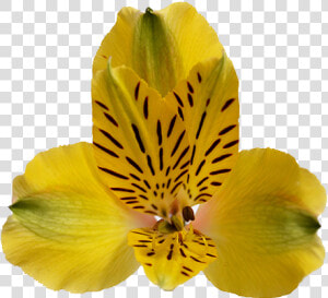 Peruvian Lily  HD Png Download