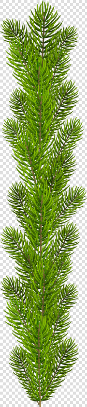 Transparent Pine Branches Clipart   Pine Tree Branches Png  Png Download