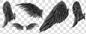 Transparent Feathers Broken Wing   Black Angel Wings Drawing  HD Png Download