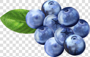 Clip Art Blueberries For Free   Transparent Background Blueberries Clip Art  HD Png Download