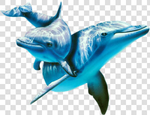 Transparent Dolphin Png   Dolphin Underwater Png  Png Download