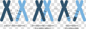 Chromosome  HD Png Download