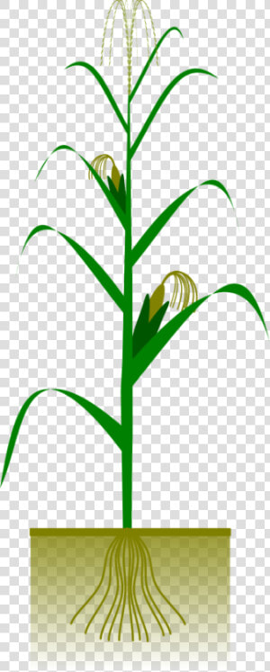 Maize Plant Svg Clip Arts   Corn Plant Vector Free  HD Png Download