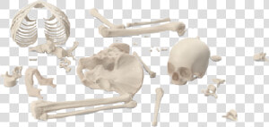  skeleton  bones  brokenskeleton  graphicdesign  png   Anthropologist  Transparent Png